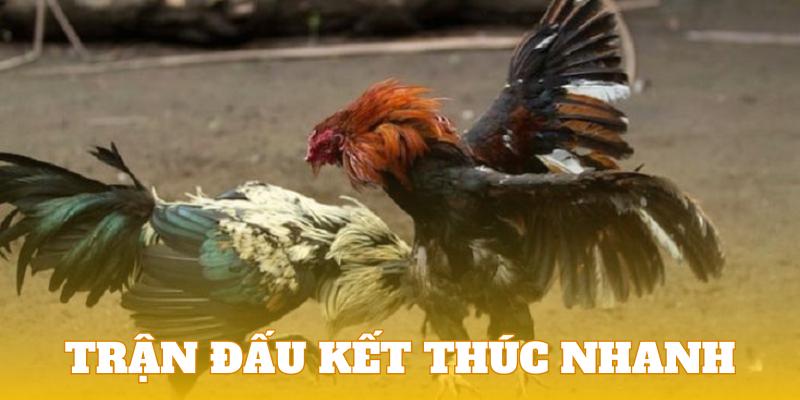 Những trận chiến gà tre thường kết thúc rất nhanh chỉ trong vài phút