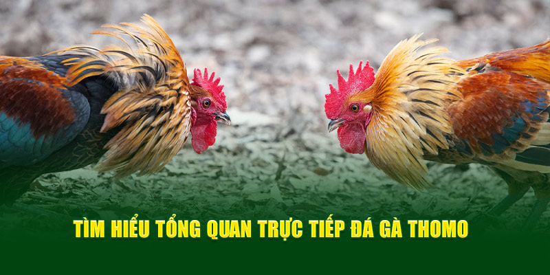 Tìm hiểu tổng quan trực tiếp đá gà Thomo